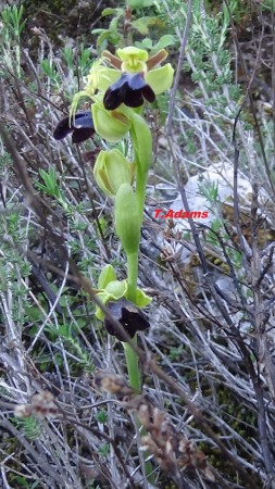 Ophrys iricolor